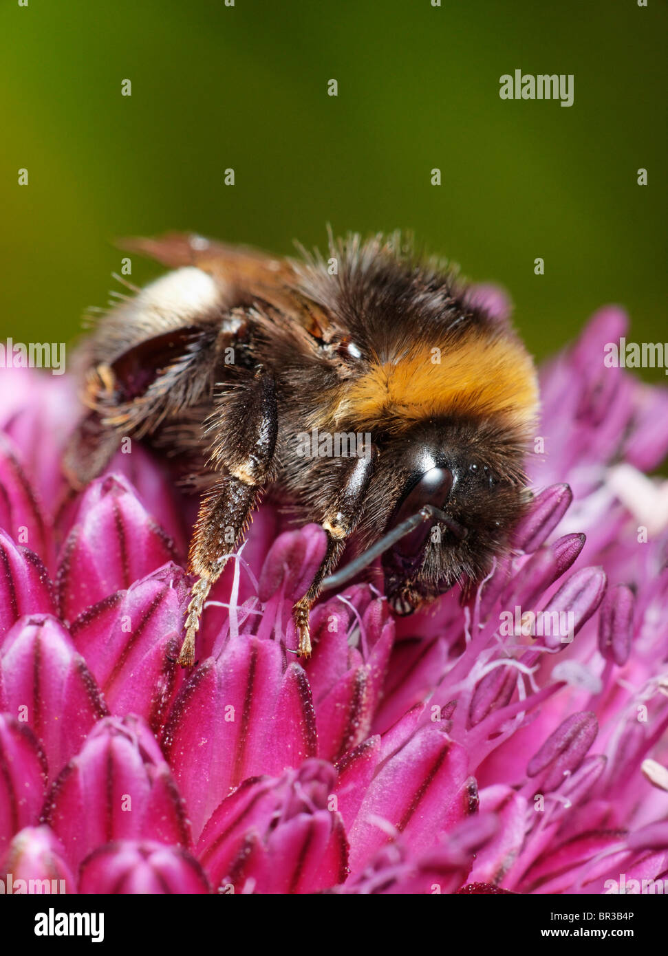 Bumblebee feeding on an Alium flower. Possibly Bombus terrestris, a Buff-tailed Bumblebee. Stock Photo