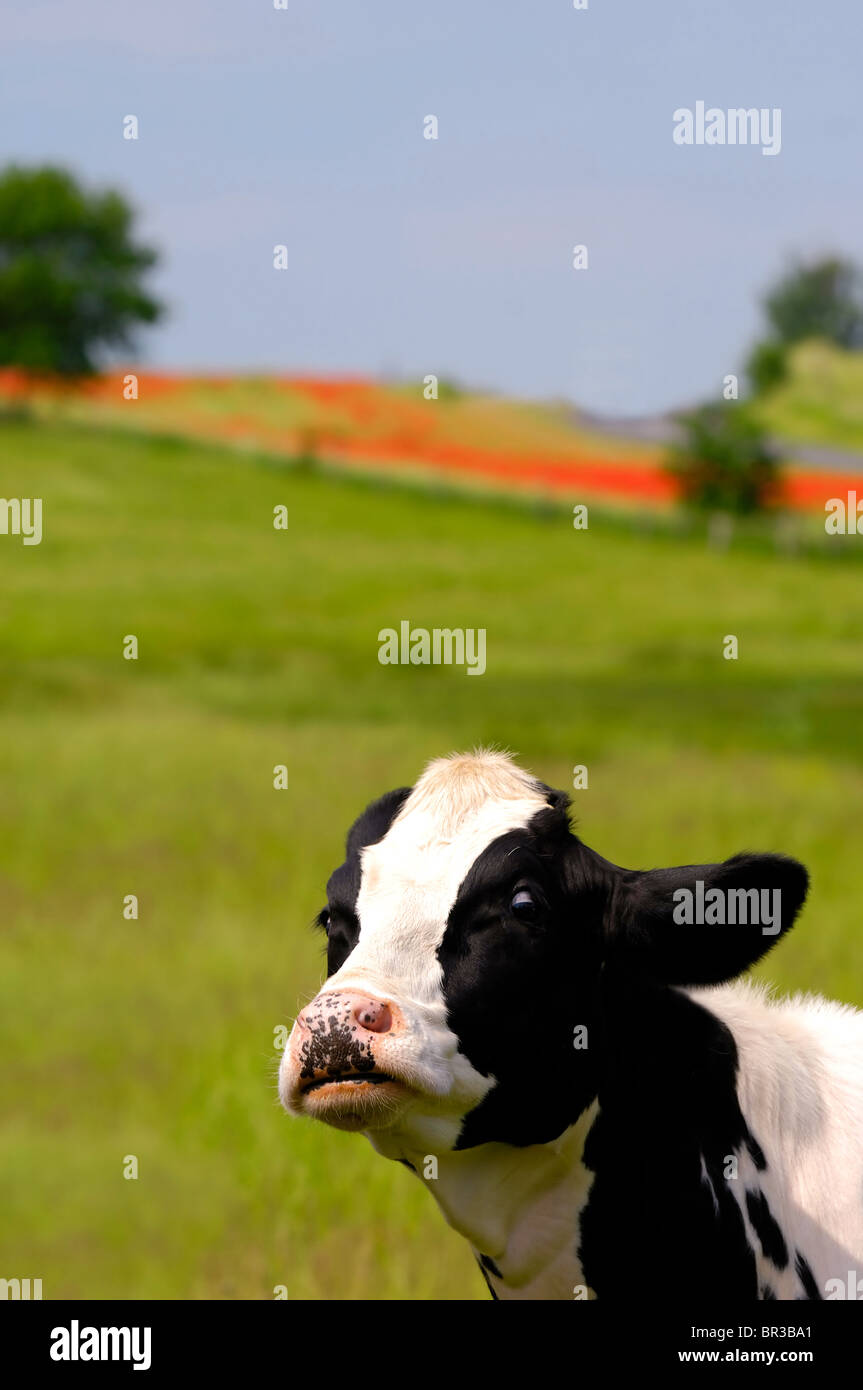 Black white jersey cow hi-res stock photography and images - Alamy