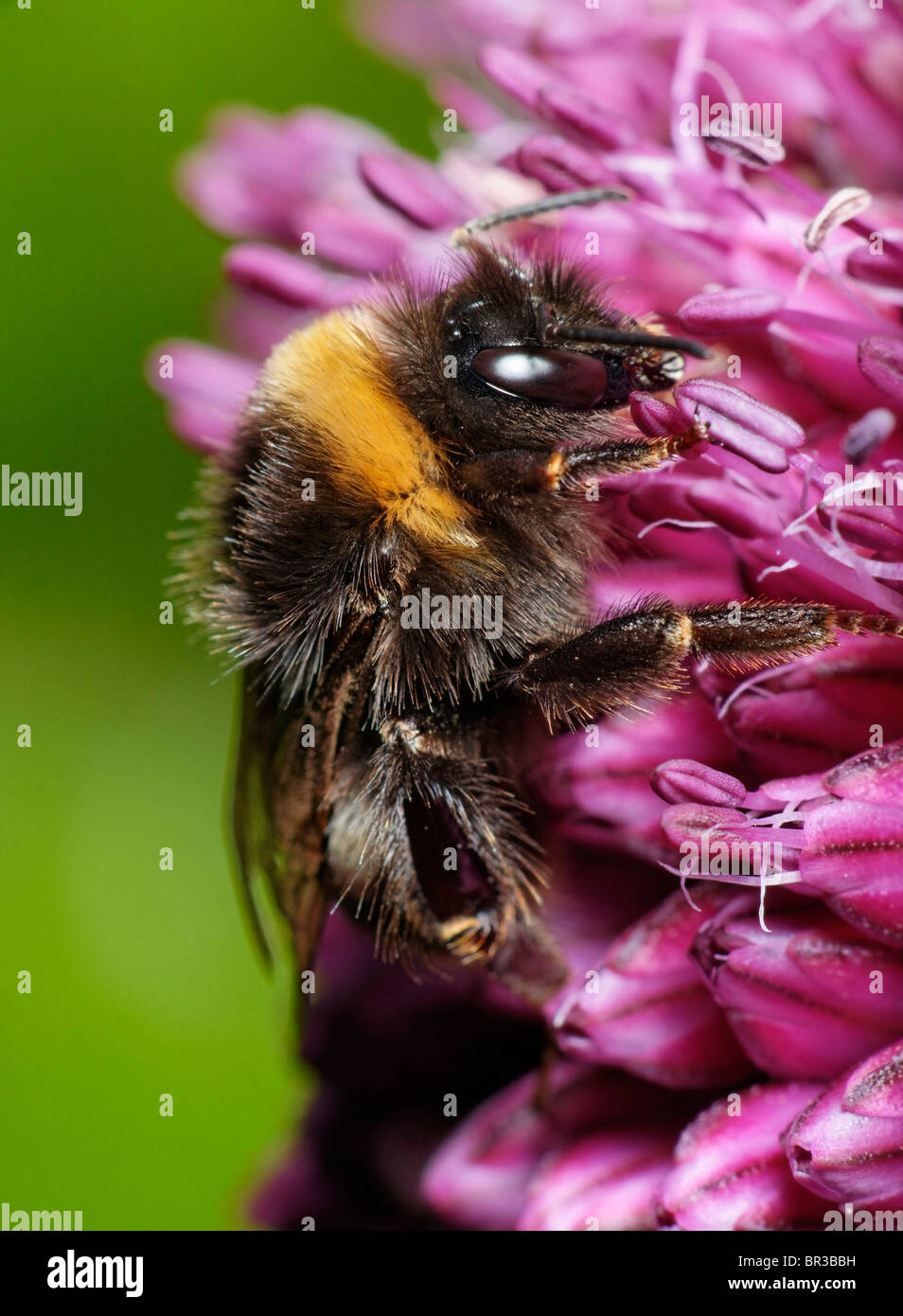 Bumblebee feeding on an Alium flower. Possibly Bombus terrestris, a Buff-tailed Bumblebee. Stock Photo