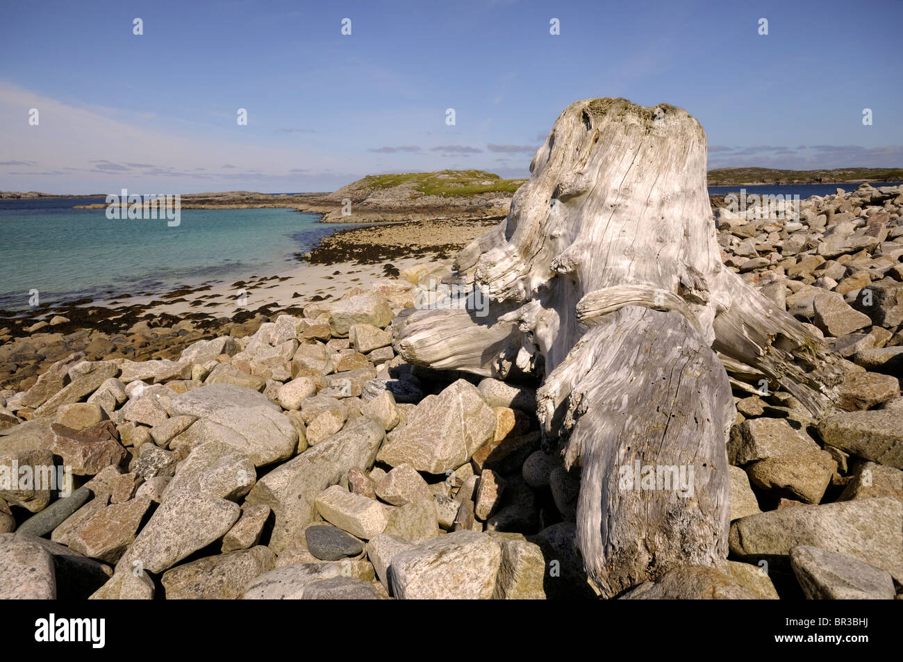Tree stump washed up on a stony beach on the Isle of Lewis Stock Photo