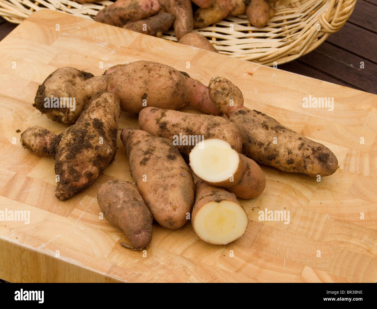 Home grown Pink Fir Apple potatoes  just after being dug and displayed on a wooden chopping board with one potato cut in half Stock Photo
