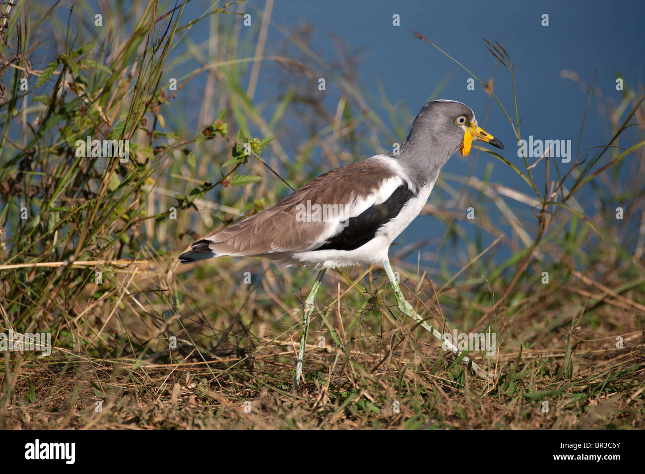 White-crowned Plover or Lapwing Walking Stock Photo