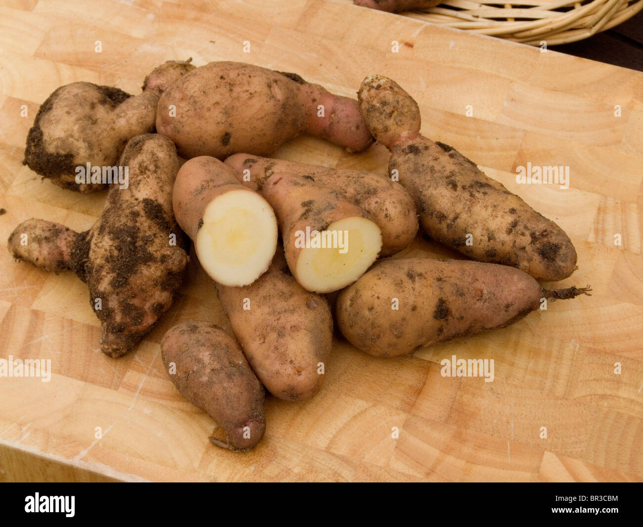 Home grown Pink Fir Apple potatoes  just after being dug and displayed on a wooden chopping board with one potato cut in half Stock Photo