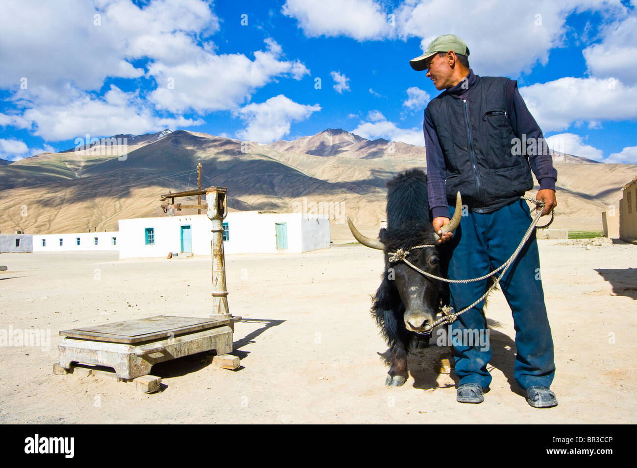 About to weigh a yak in Bulunkul, Pamirs, Tajikistan Stock Photo