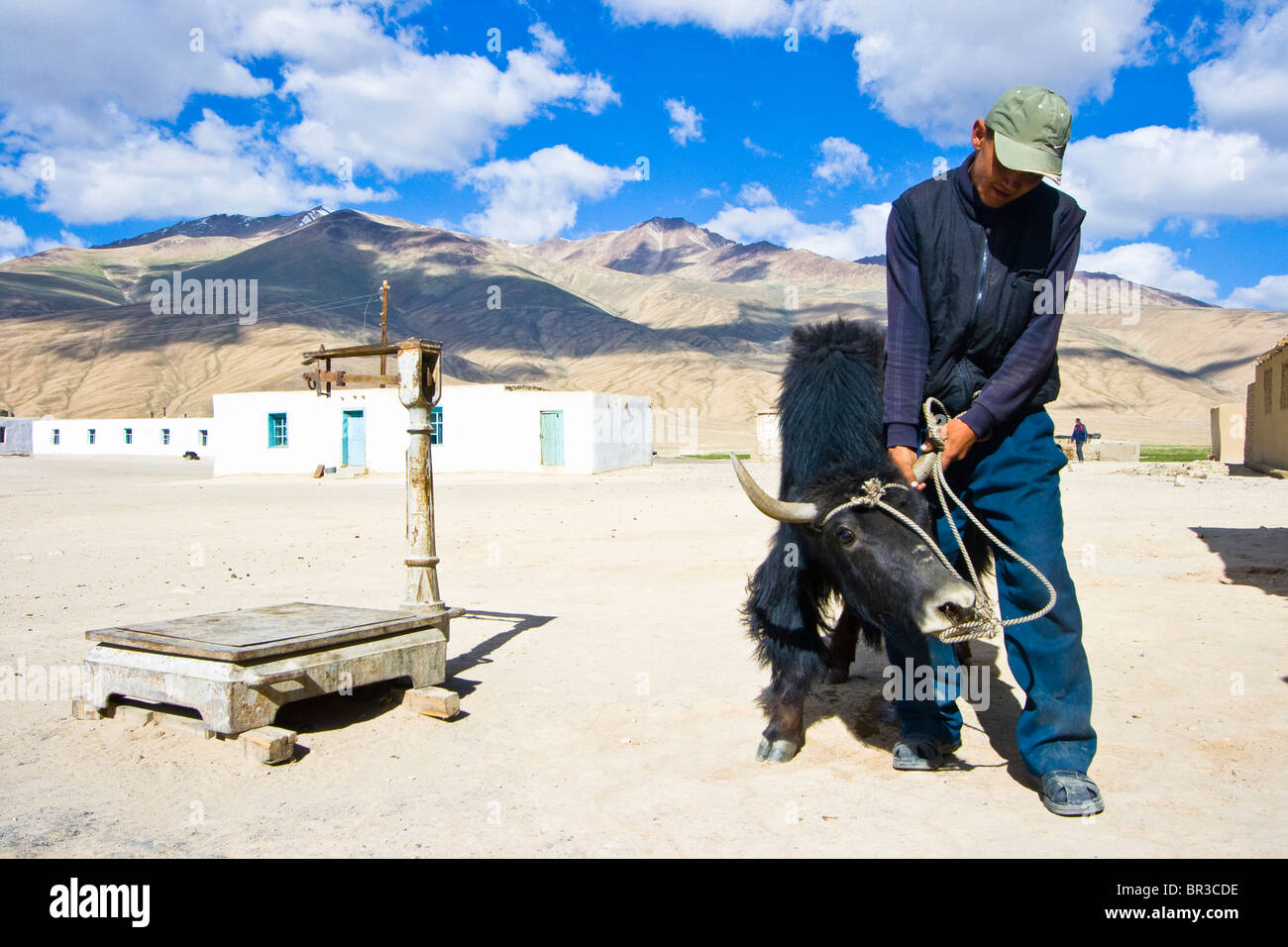 About to weigh a yak in Bulunkul, Pamirs, Tajikistan Stock Photo