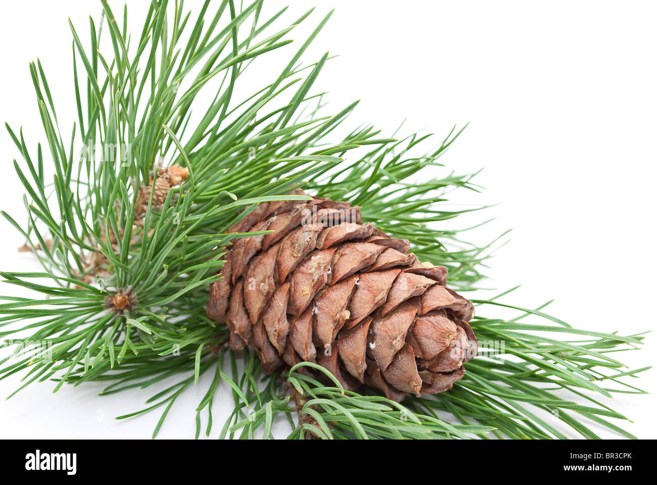 Siberian pine cone with branch Stock Photo