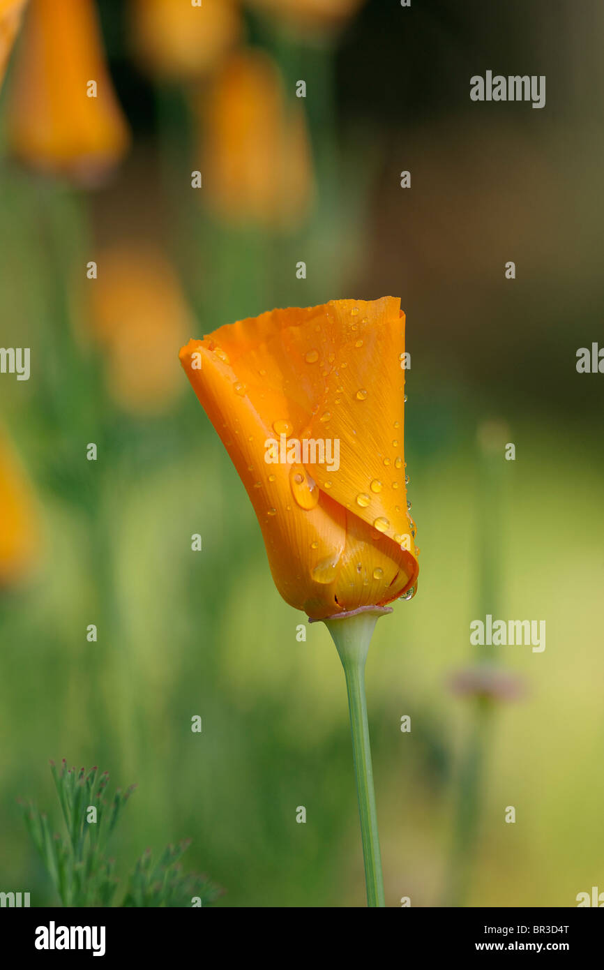 California Poppy with  Water Drops Stock Photo