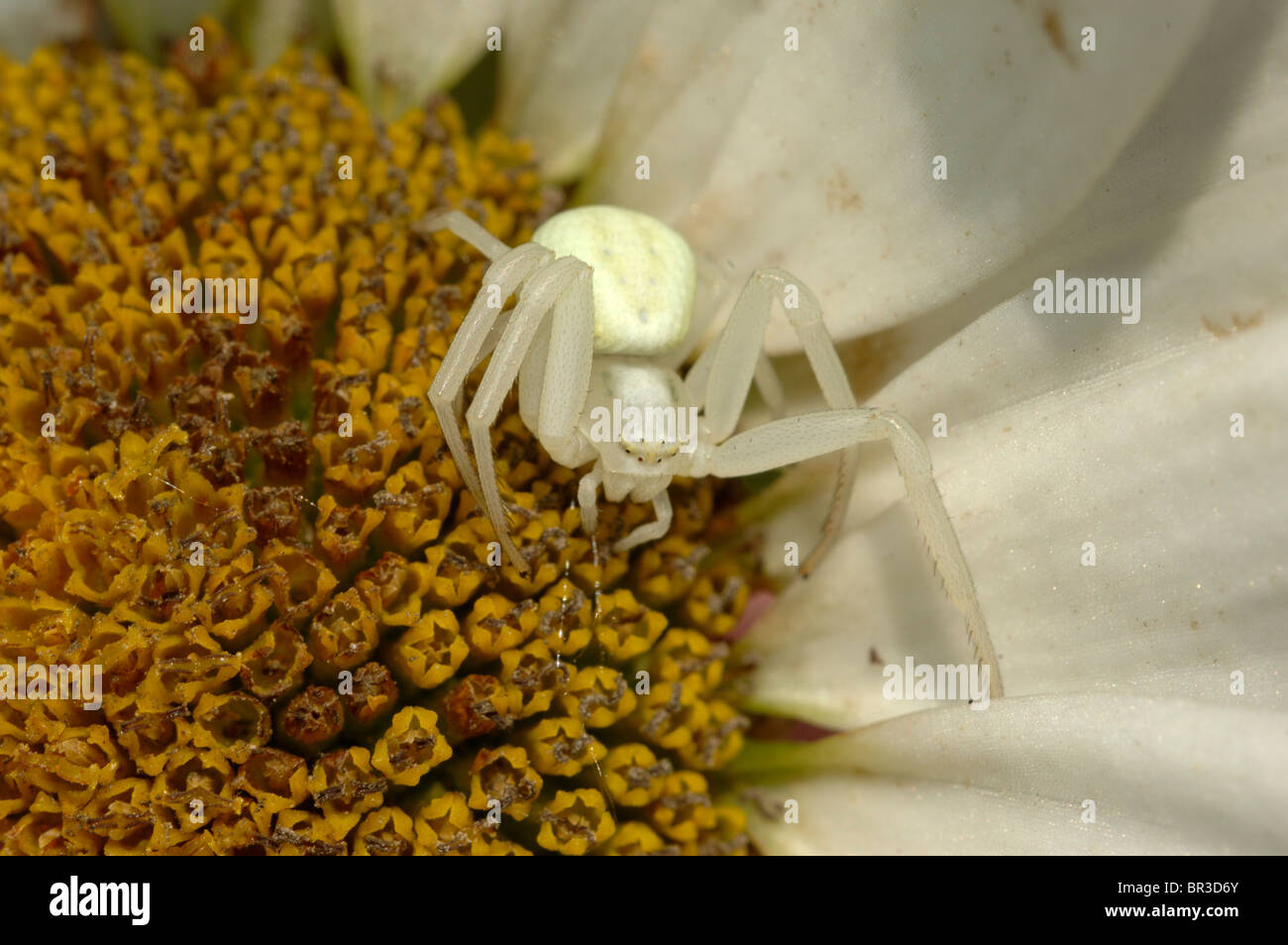 Goldenrod Crab Spider (Misumena vatia) a pale coloura variation of this crab spider on a shasta daisy flower Stock Photo