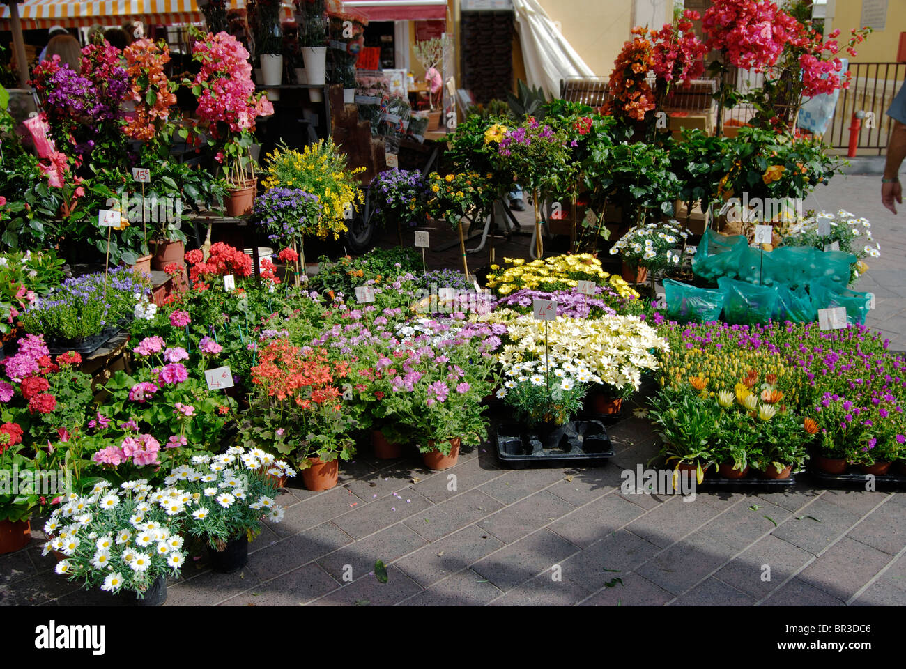 Market stall selling potted plants and flowers in Nice. Cote d'Azur