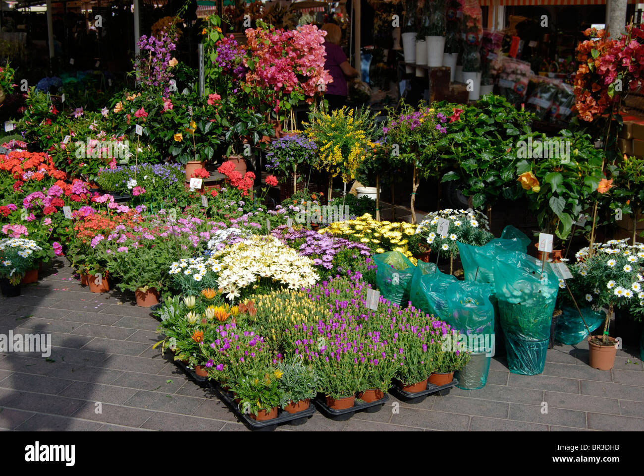 Market stall selling potted plants and flowers in Nice. Cote d'Azur