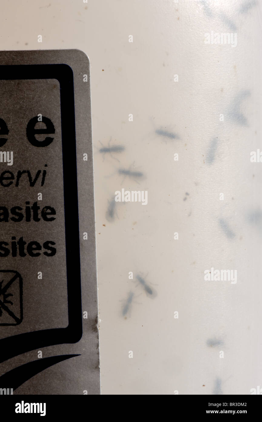 Commercial container of Aphidius wasps for biological control Stock Photo