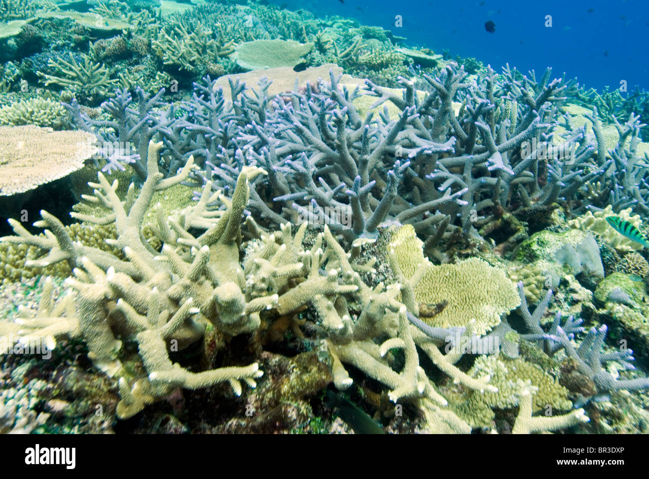 Corals at the home reef of Tokoriki Island, the northernmost island of the Mamanuca Islands
