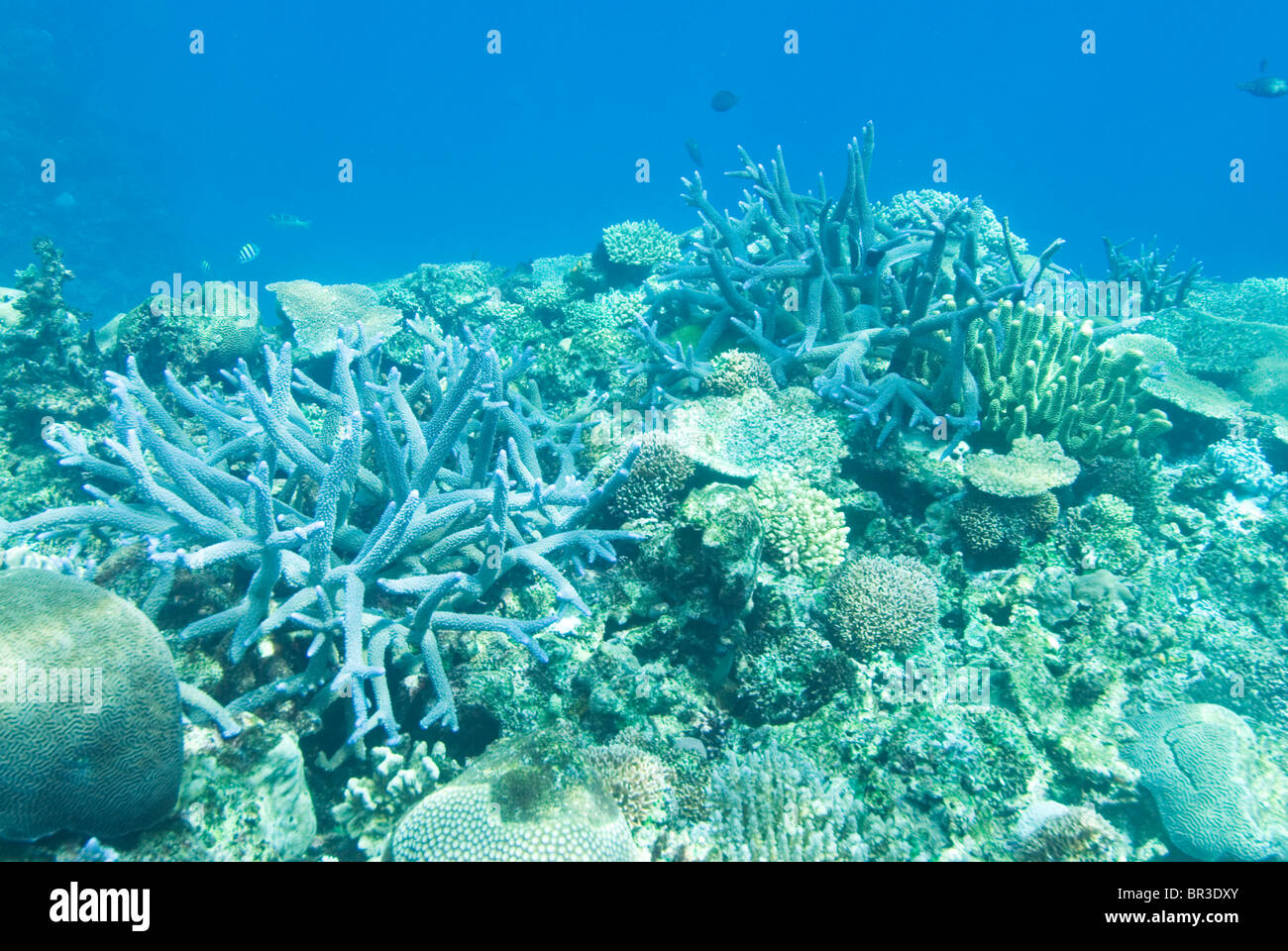 Corals at the home reef of Tokoriki Island, the northernmost island of the Mamanuca Islands
