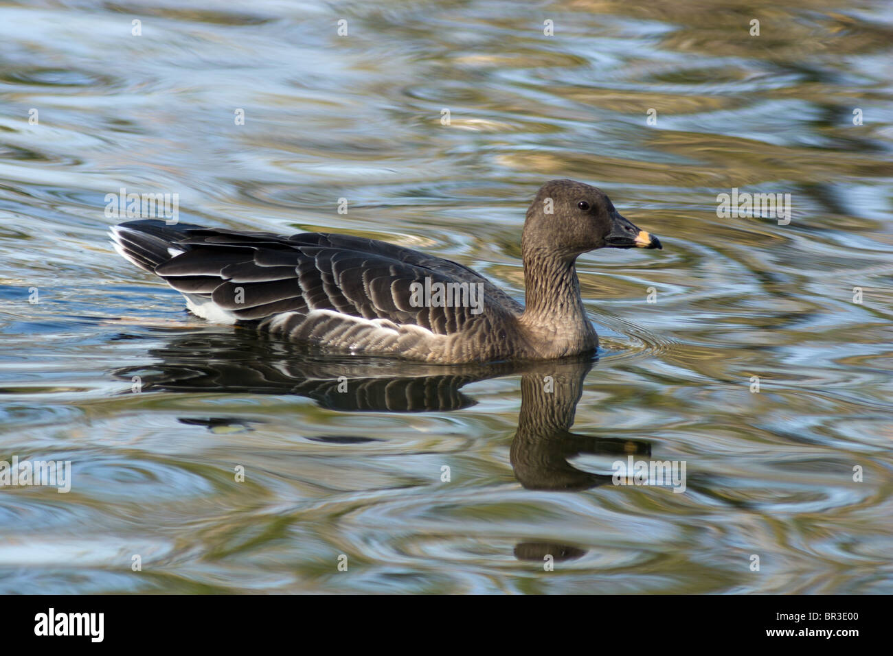 The adult Bean Goose (Anser fabalis) floats in water. Stock Photo