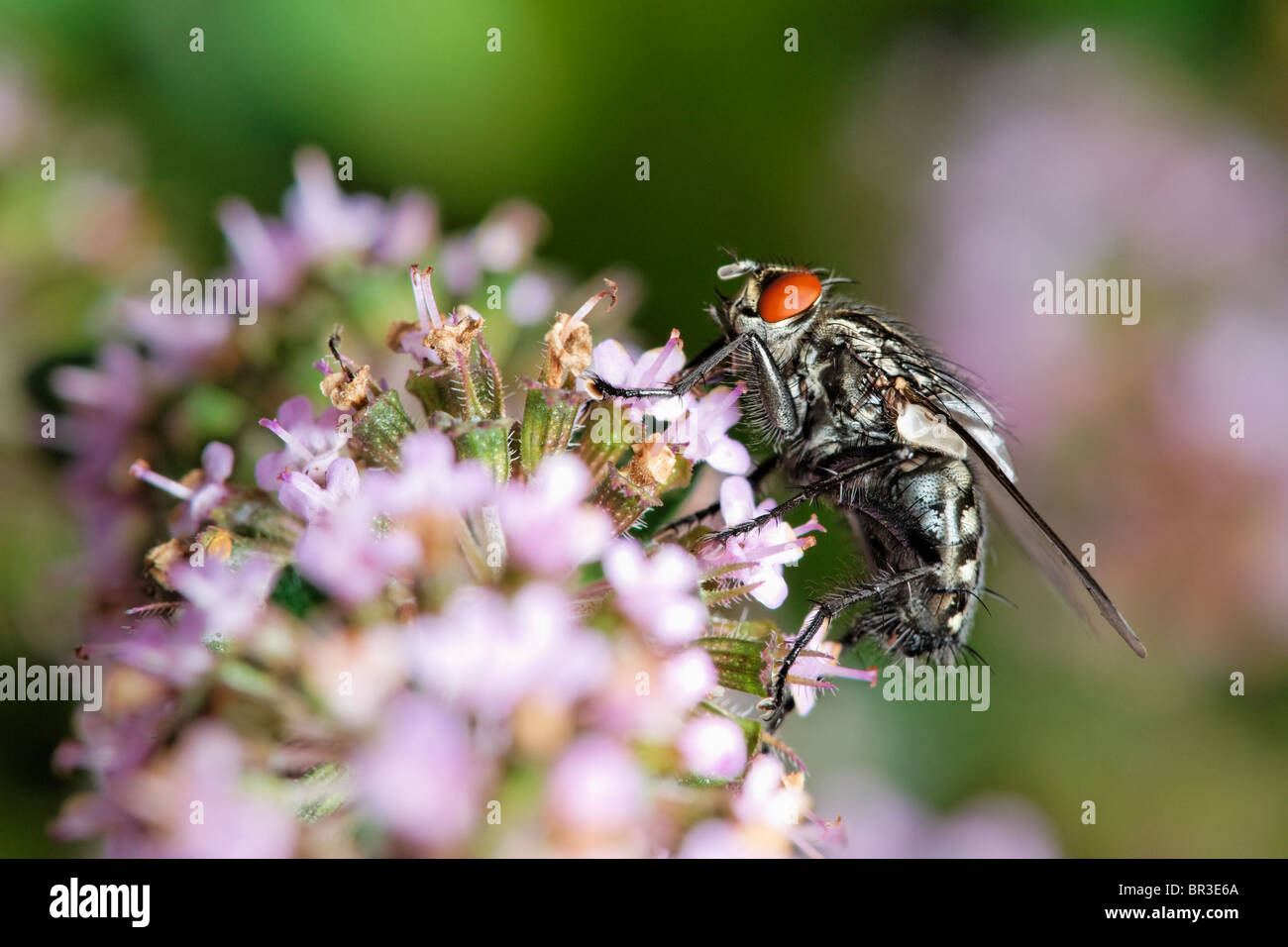 A Flesh Fly feeding on Thyme. Possibly a Common Flesh Fly, (Sarcophaga carnaria Stock Photo