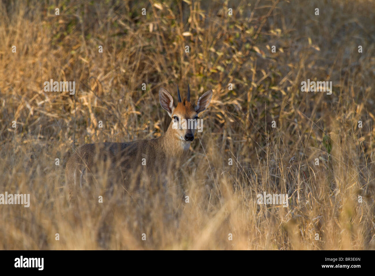 A Common Duiker ram (Sylvicapra grimmia) hiding in the grass, Kruger National Park, South Africa. Stock Photo