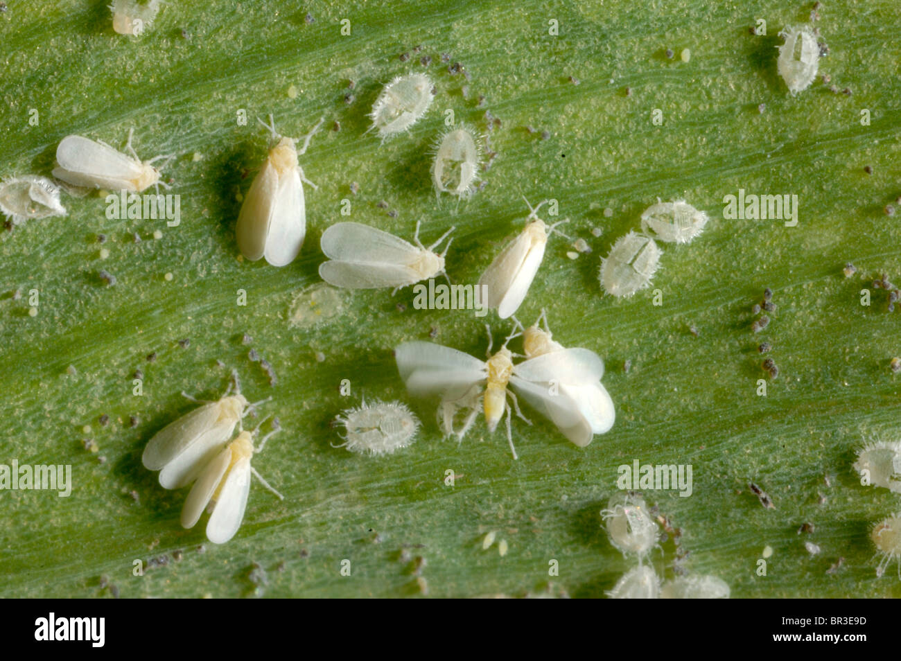 Glasshouse whitefly (Trialeurodes vaporariorum) adults and vacated pupae Stock Photo