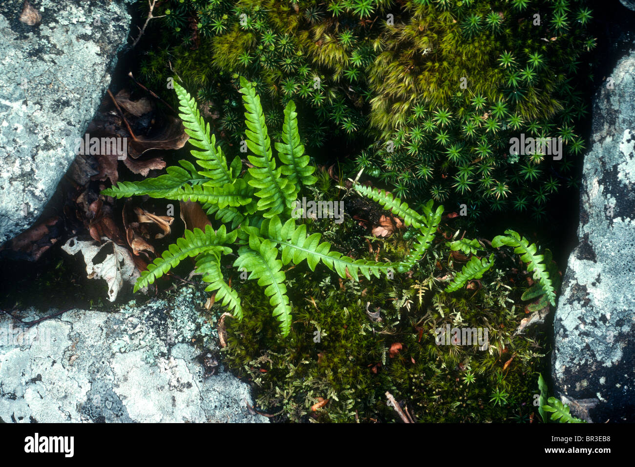 Polypodium vulgare. Common polypody with young fronds, Arthog, Gwynedd, Wales Stock Photo