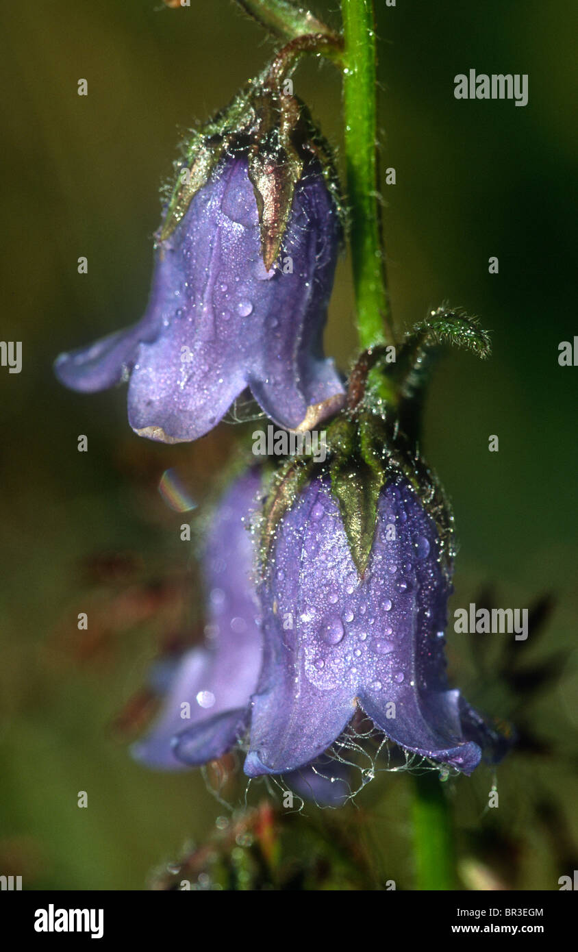 Bearded bellflower, Campanula barbata, Valsavarenche, Italy Stock Photo