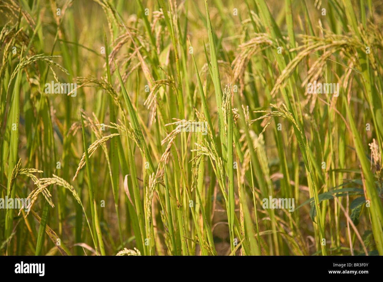 Rice field Stock Photo