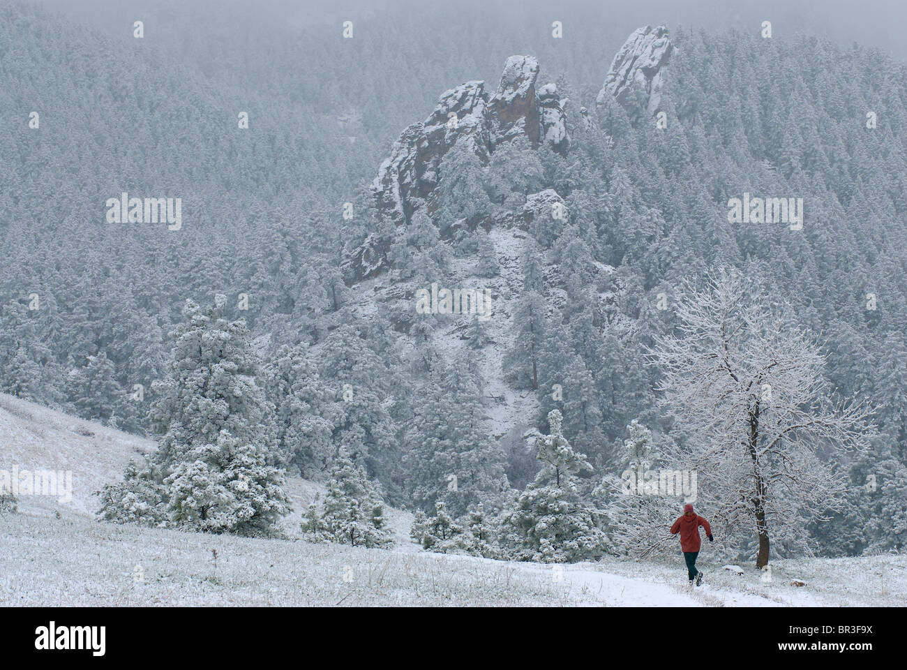 A woman trail running in the snow at Chautaqua Park, Colorado. Stock Photo