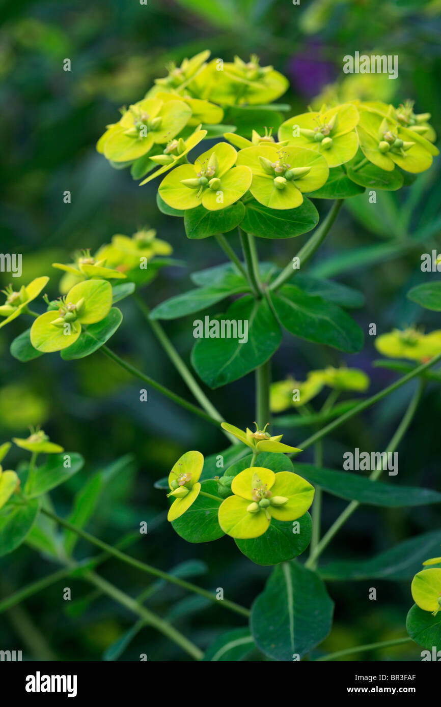 Euphorbia Pasteurii Stock Photo