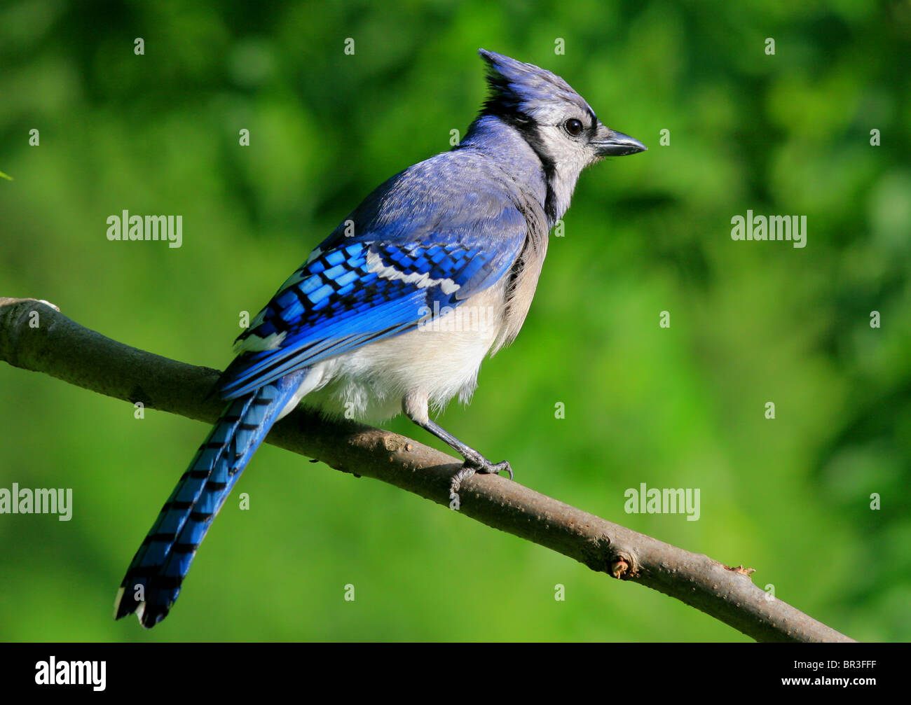 Toronto blue jay hi-res stock photography and images - Alamy