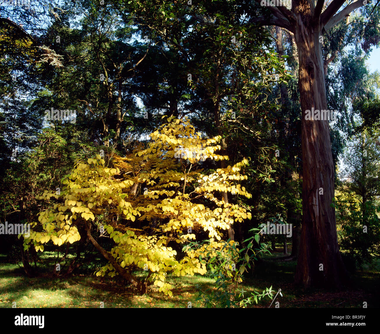 Ashford, Co Wicklow, Ireland, Mount Usher Gardens, Eucalyptus Trees In