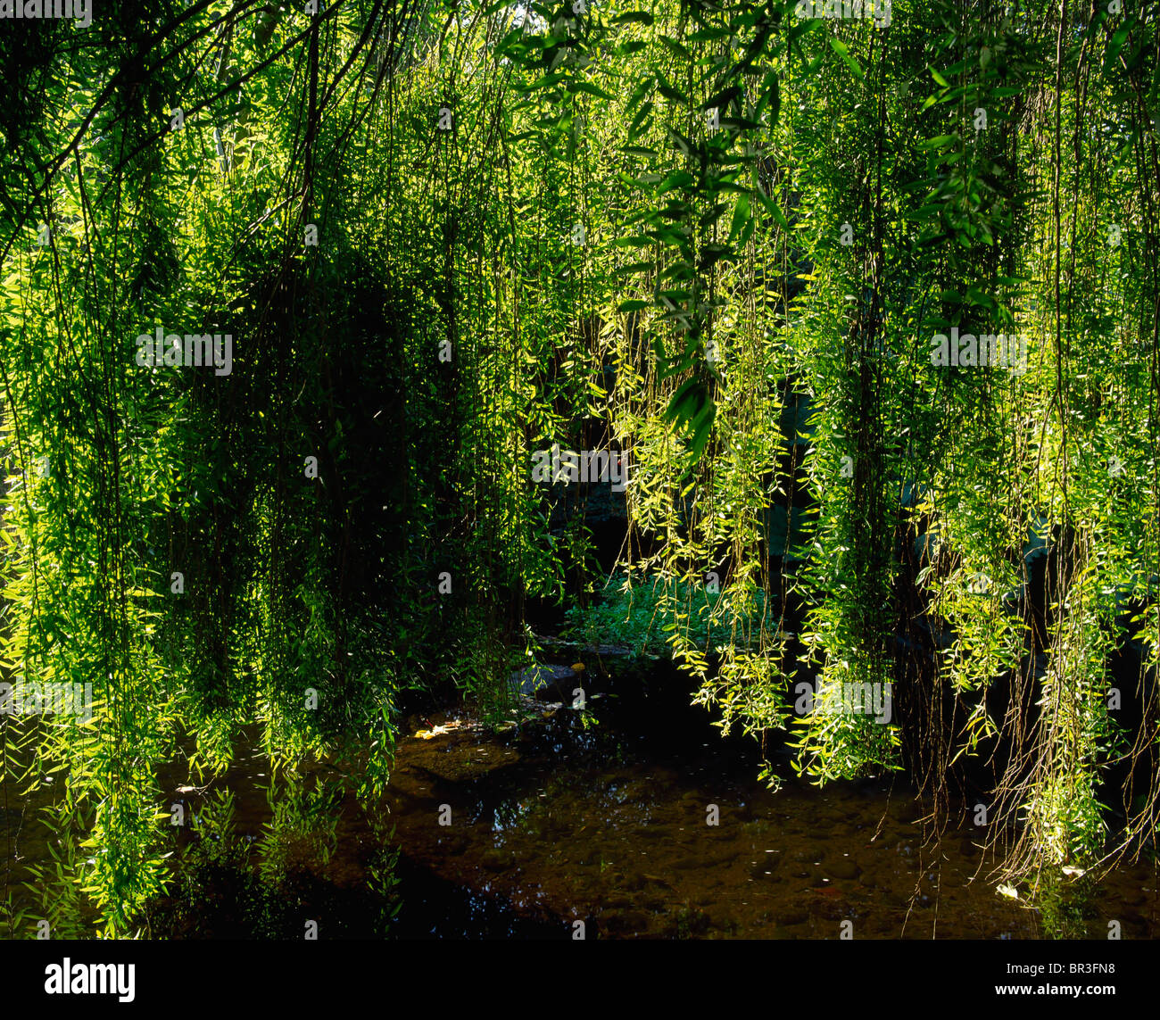 Ashford, Co Wicklow, Ireland, Mount Usher Gardens, River Vartry