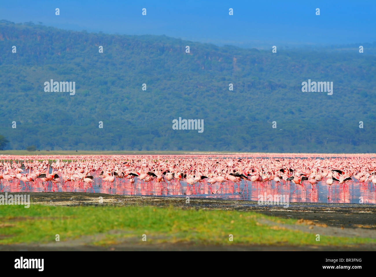 african flamingo lake african flamingo lake
