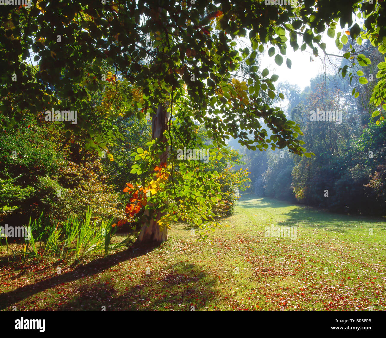 Ashford, Co Wicklow, Ireland, Mount Usher Gardens, The Arboretum