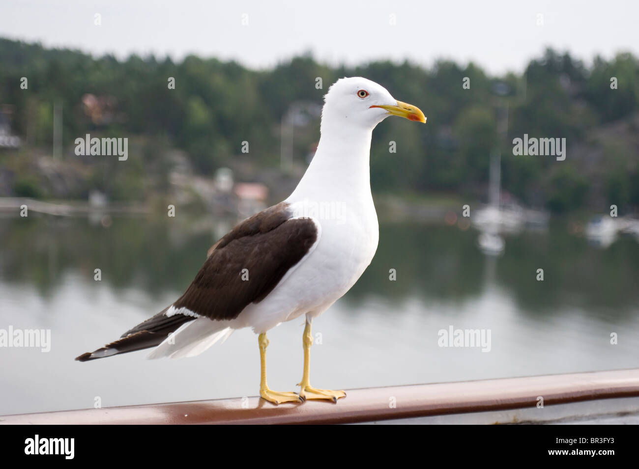 Seagull standing on the ferry handrail Stock Photo