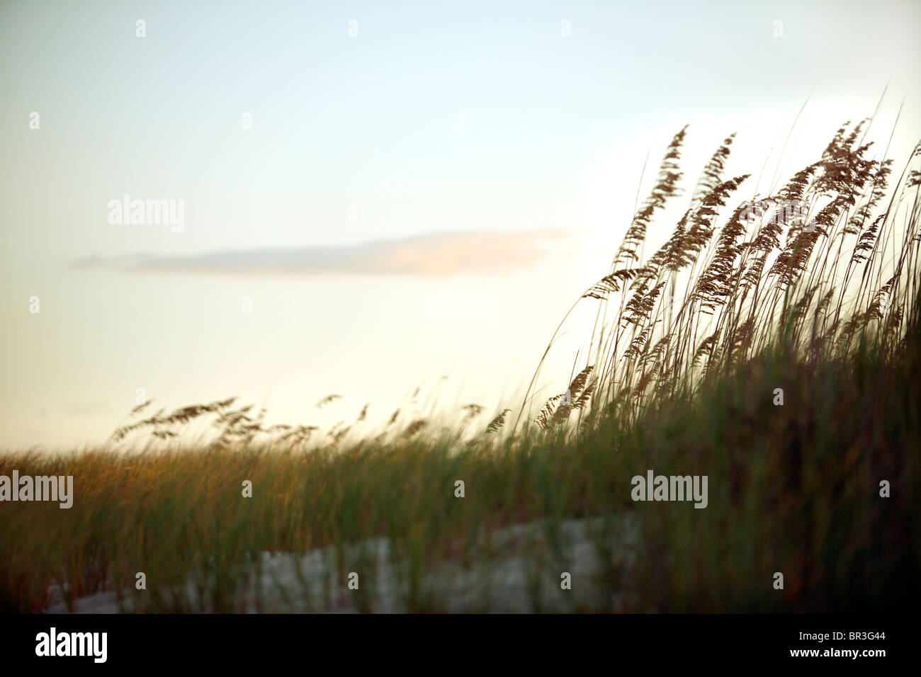 Sea Oats on sand dunes Stock Photo - Alamy