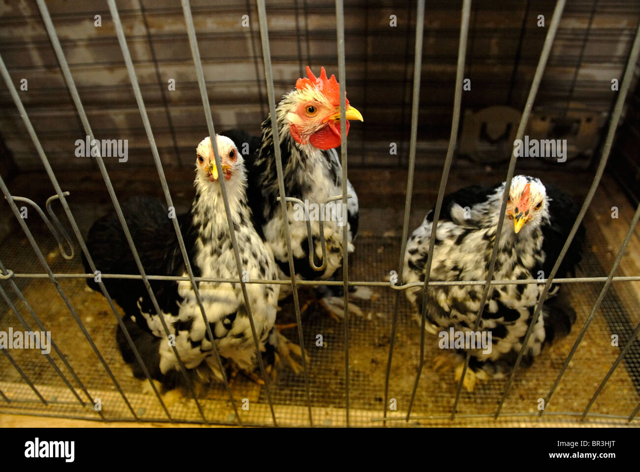 Two hens and a rooster at the county fair. Stock Photo