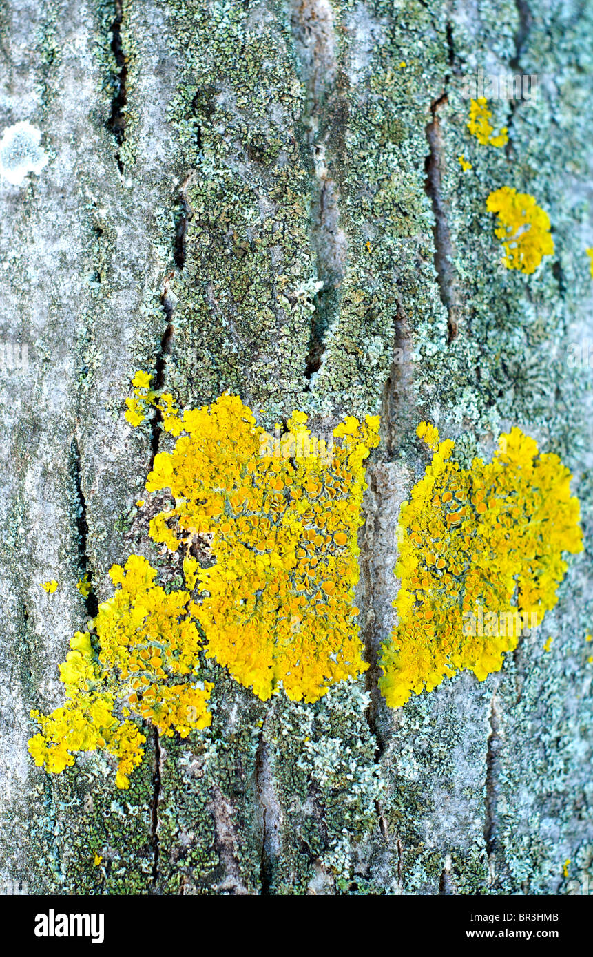 Yellow lichen on a tree Stock Photo
