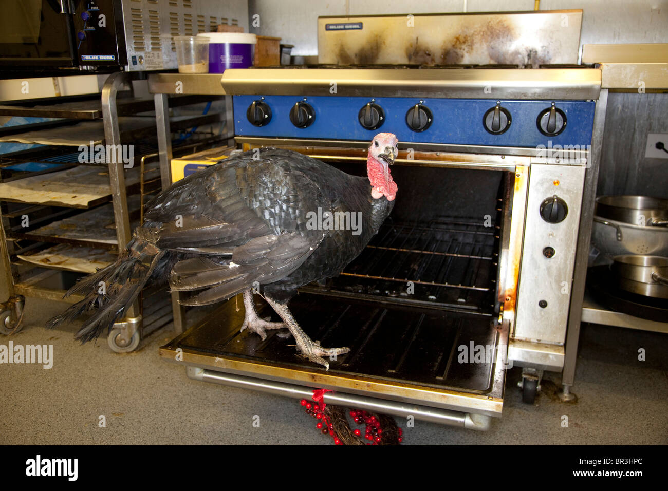 turkey oven animal bizarre Stock Photo