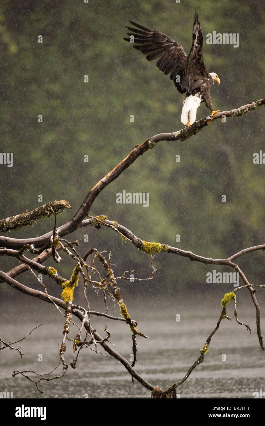 Great B Stock Photos Great B Stock Images Alamy