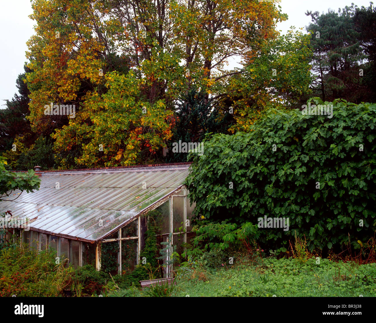 Ilnacullin Gardens, Co Cork, Ireland, Overgrown Greenhouses In Walled Garden Stock Photo