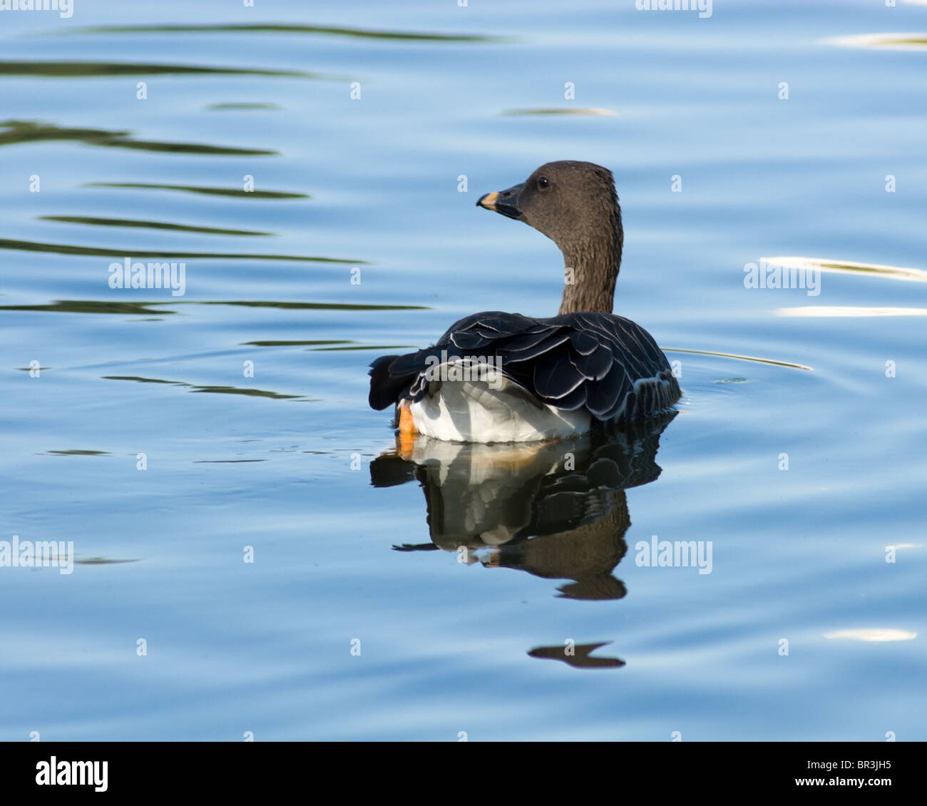 The adult Bean Goose (Anser fabalis) floats in water. Stock Photo