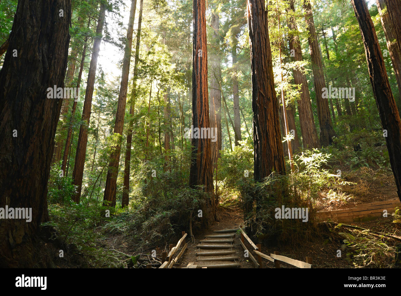 Redwood Forest of Muir Woods National Monument. Stock Photo