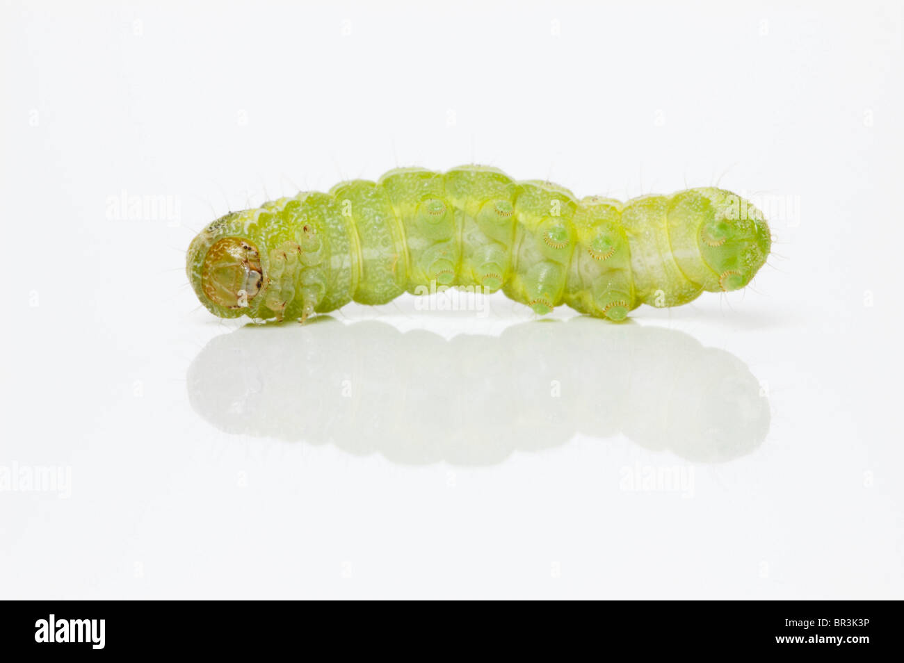 Green caterpillar on white playing dead; Cabbage Moth larva (Mamestra brassicae Stock Photo