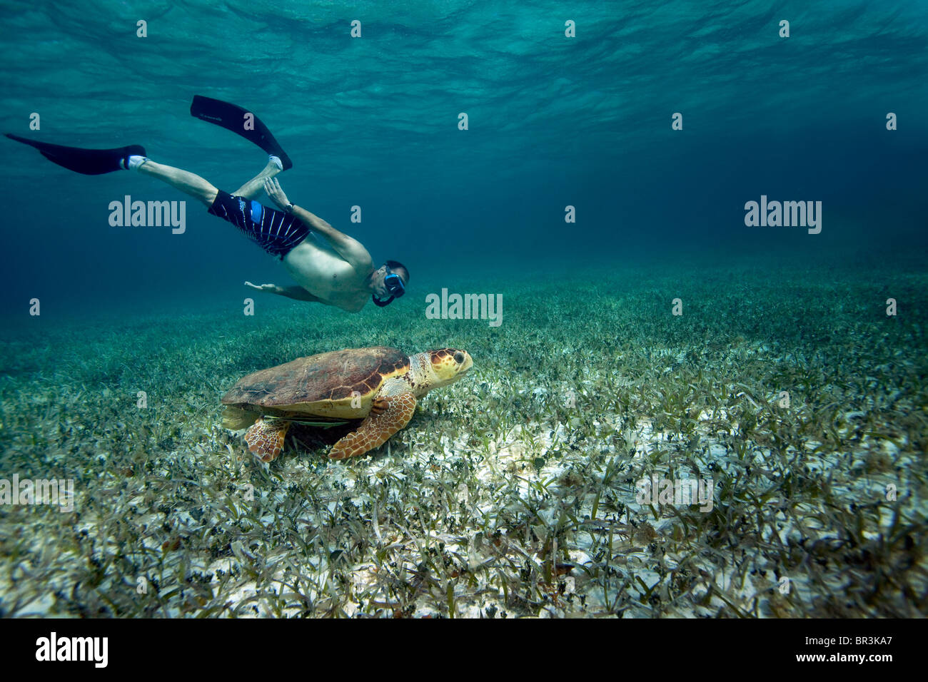 Diver inspecting Loggerhead Sea Turtle Stock Photo