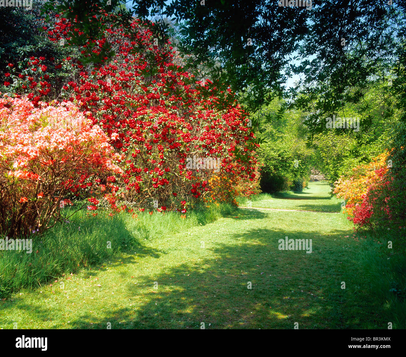 Ashford, Co Wicklow, Ireland, Mount Usher Gardens, Rhododendrons And