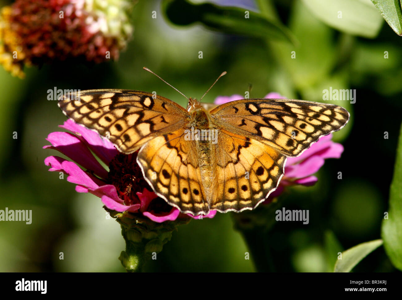 Variegated Fritillary butterfly Stock Photo - Alamy