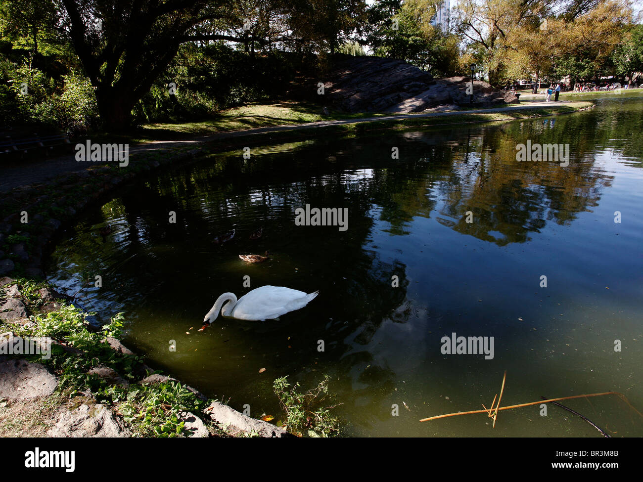 Swan in pond Stock Photo - Alamy