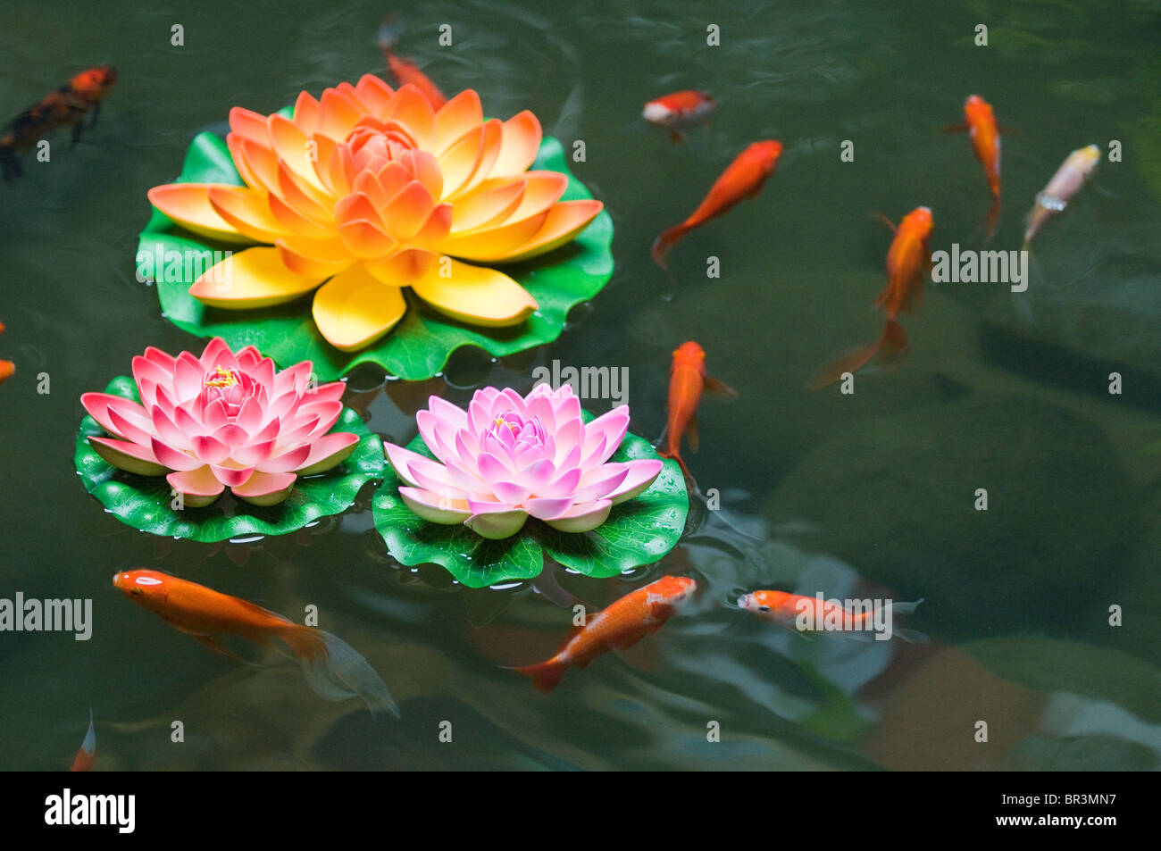 Gold fish swim with plastic lotus flowers in market near