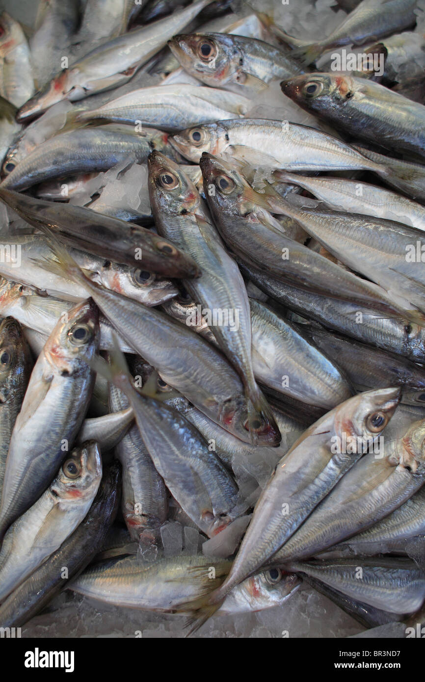 Display of sardines in the Ribeira market, Lisbon, Portugal Stock Photo