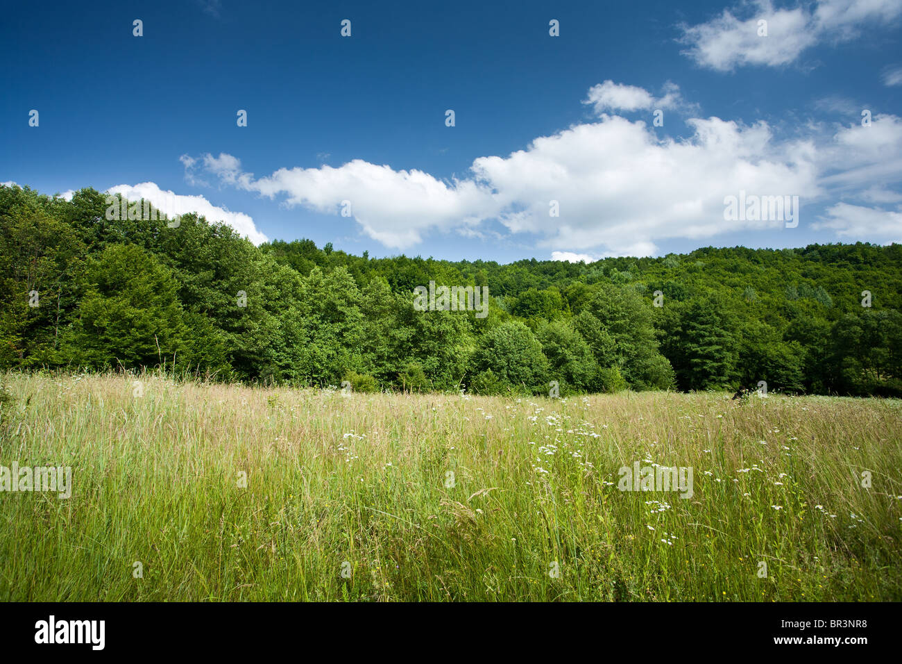 Landscape with forest and blue sky with clouds Stock Photo - Alamy