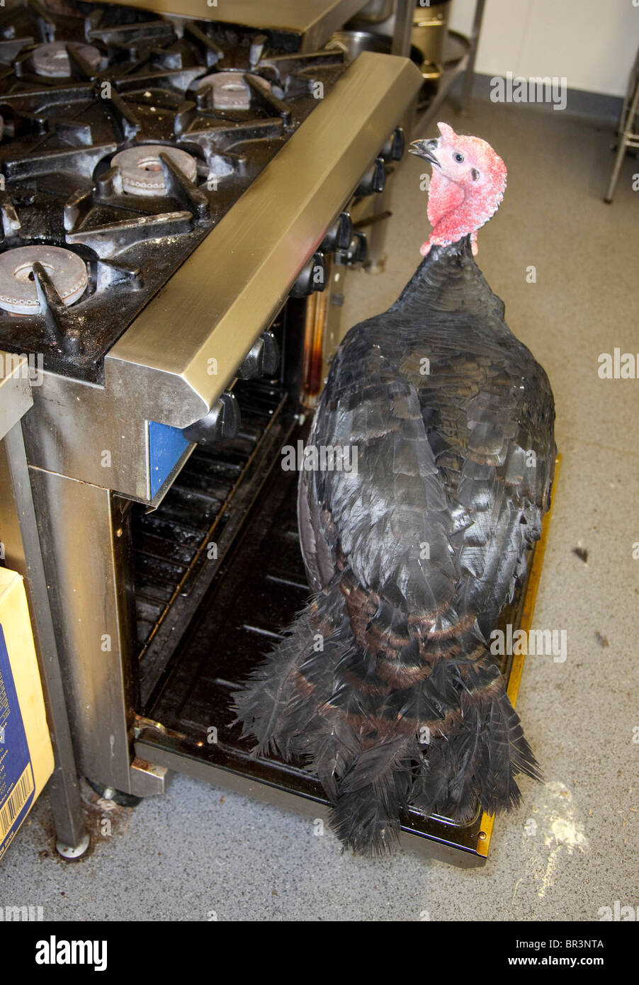 turkey oven animal bizarre Stock Photo