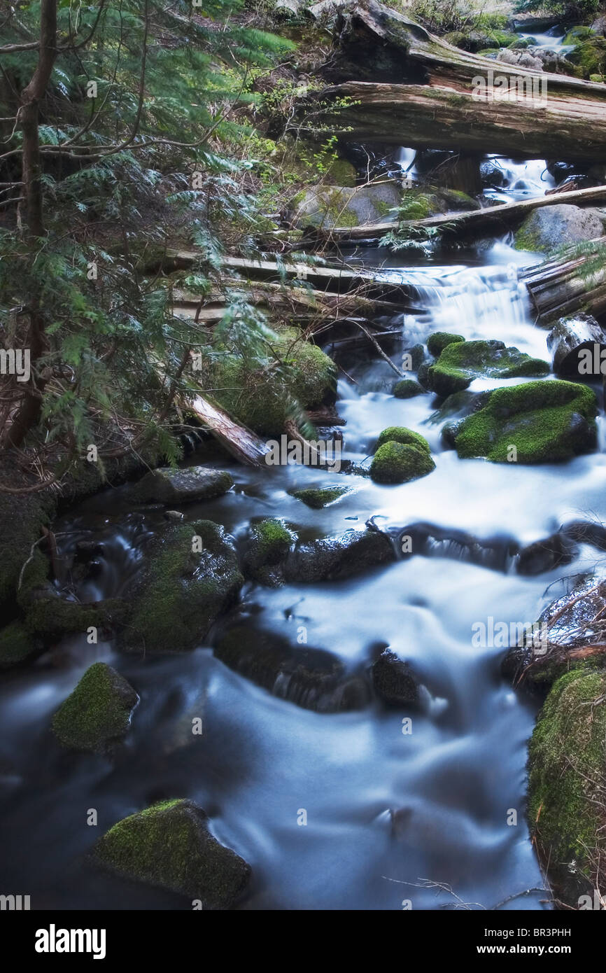 Mossy stream in forest hi-res stock photography and images - Alamy